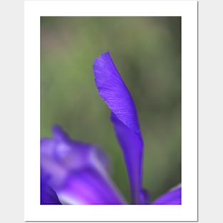 Iris Purple Long Petal Posters and Art